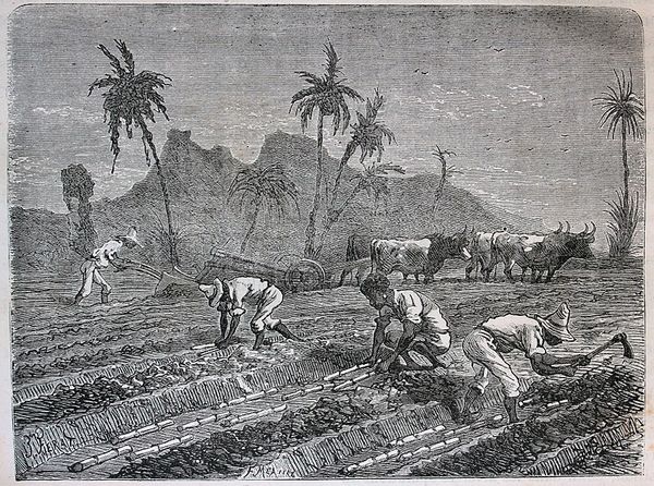 Histoire de la canne à sucre aux Antilles
